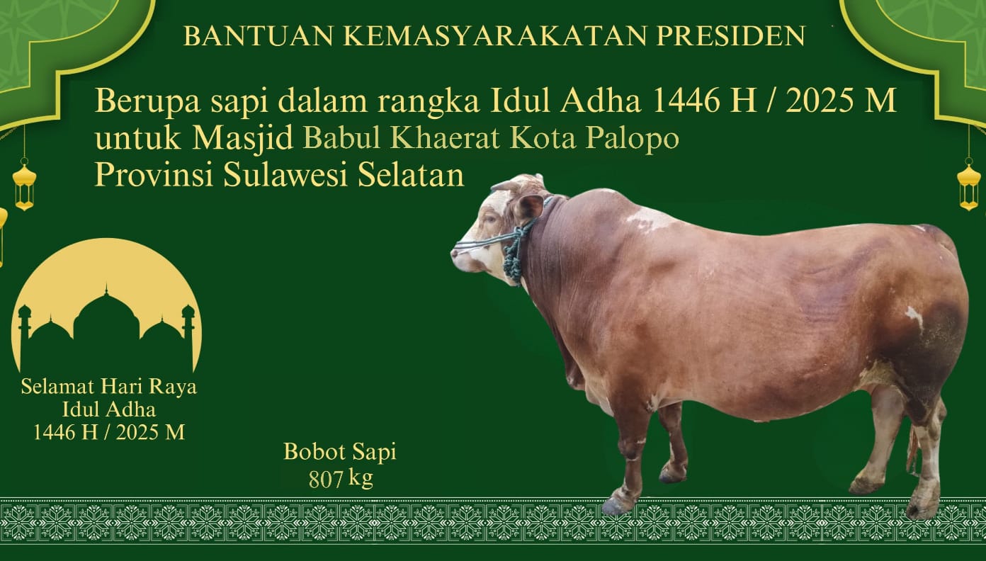 Presiden Prabowo Subianto Kirim Sapi Kurban Raksasa Untuk Kota Palopo