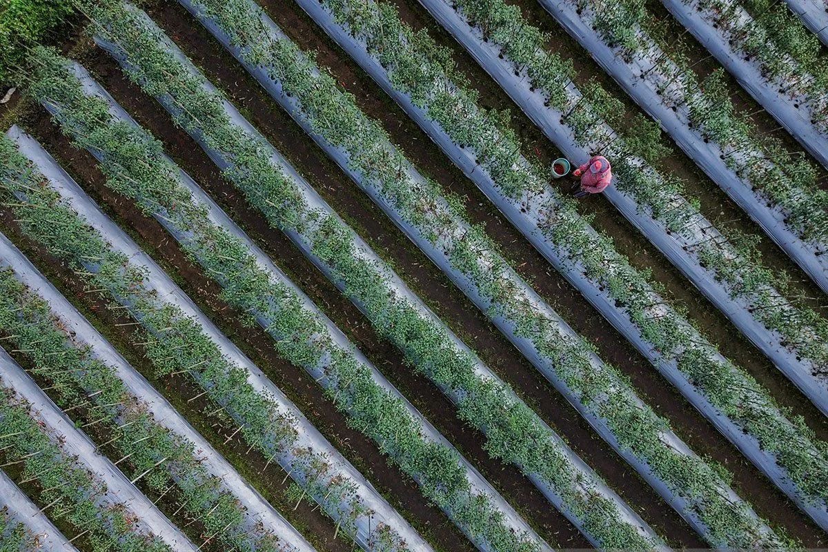 Indonesia Tetapkan Transisi Energi dan Iklim Sebagai Prioritas Nasional