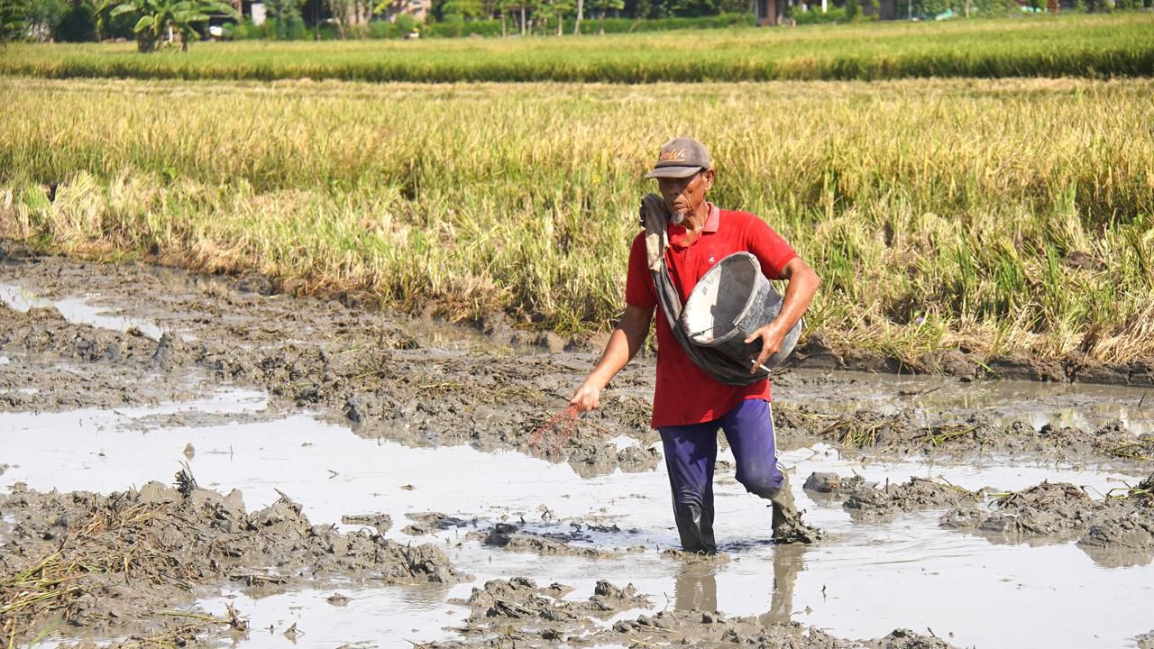 Perkuat Tata Kelola Pupuk 2026, Kementan Pastikan Sudah Dimulai Dari Aspek Perencanaan