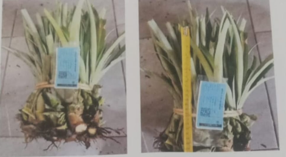 Potensi Kerugian Negara Proyek Nenas Rp56 M, Mantan Pj Gubenur Bertanggungjawab?