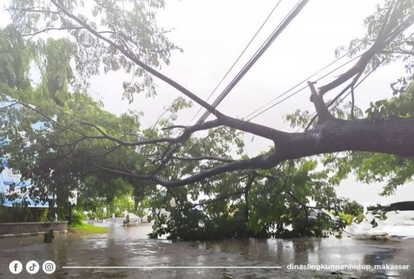 Dinas Lingkungan Hidup Kota Makassar Himbau Masyarakat Untuk Waspada Pohon Tumbang