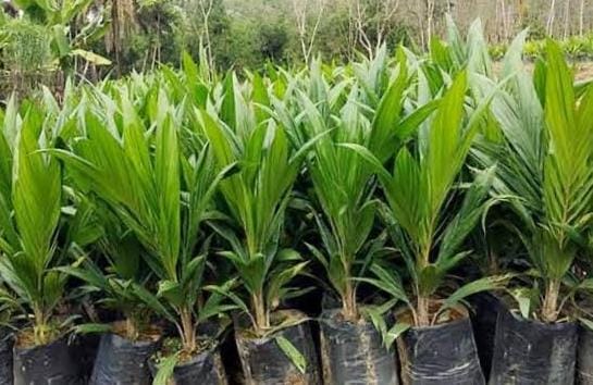 Puluhan Tahun Beroperasi, Penangkaran Bibit Sawit di Luwu Utara Diduga Ilegal