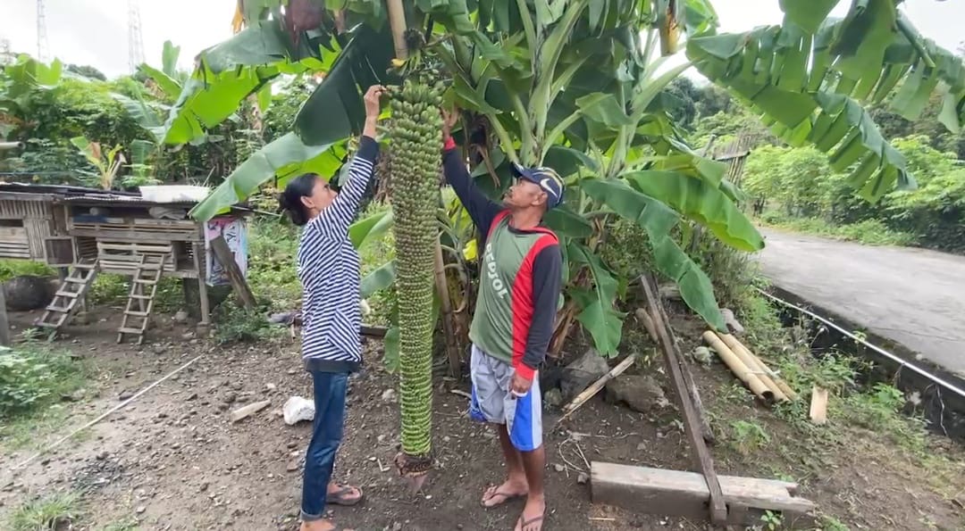 Pisang Seribu dengan Tandan 2 Meter Tumbuh di Pekarangan Warga Parepare