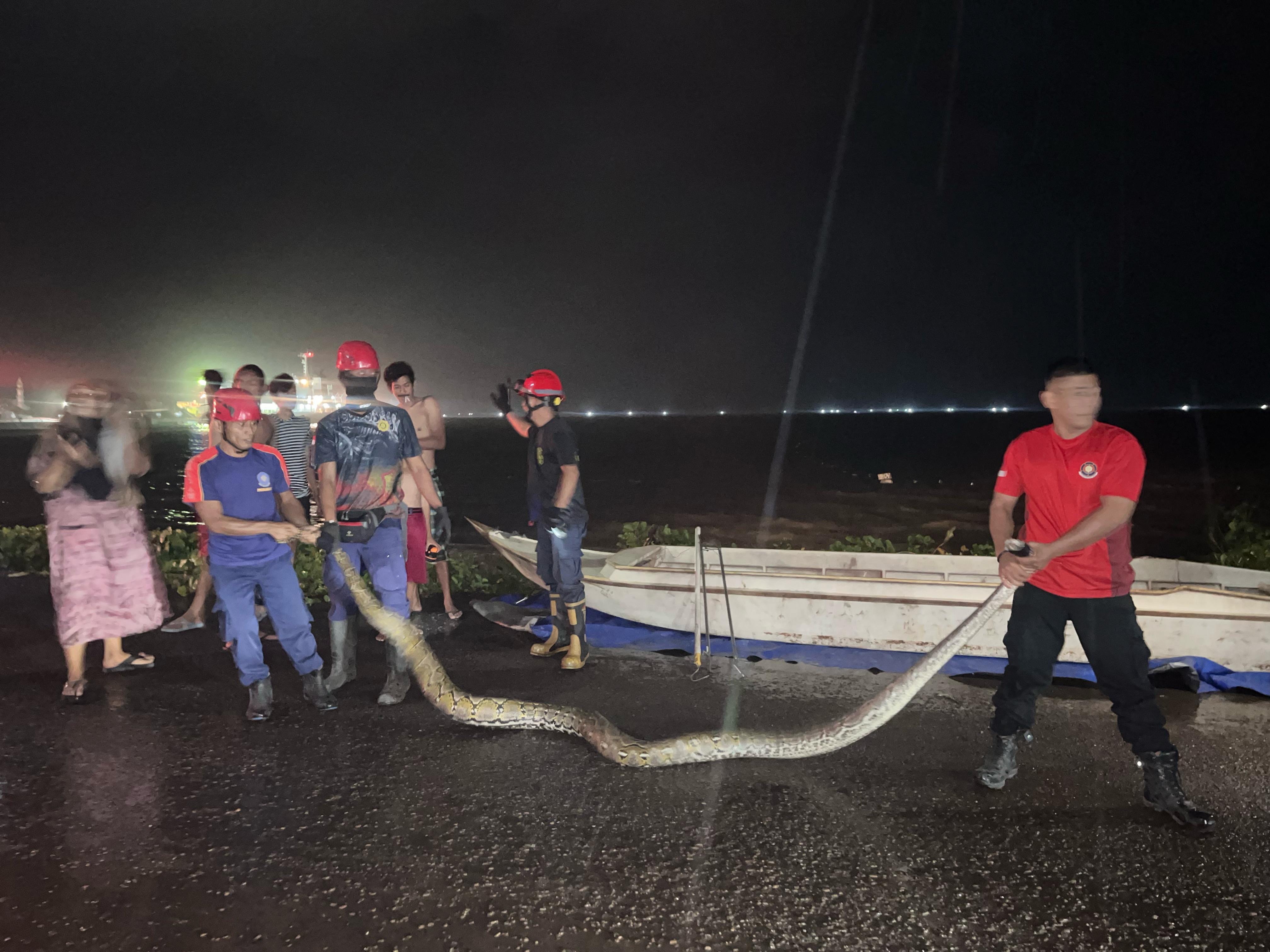 Damkar Parepare Evakuasi Ular Piton Sepanjang Lima Meter di Wattang Soreang