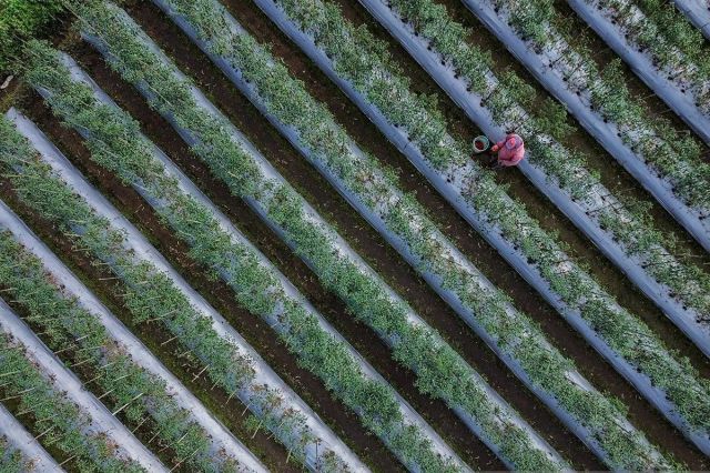 Indonesia Tetapkan Transisi Energi dan Iklim Sebagai Prioritas Nasional