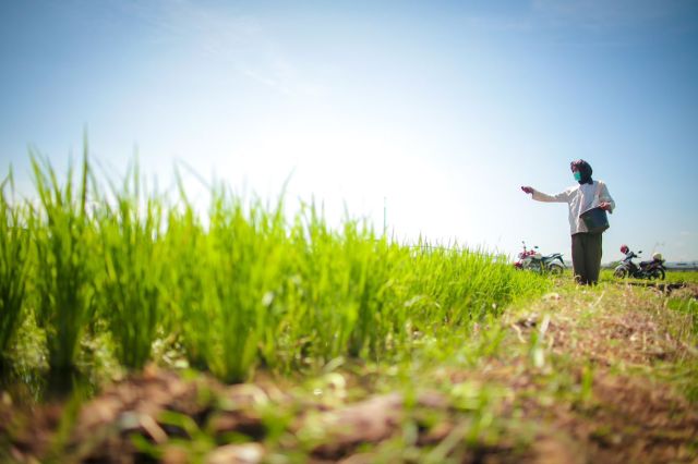 RAPBN 2026: Pemerintah Gelontorkan Rp164,4 Triliun untuk Perkuat Ketahanan Pangan Nasional