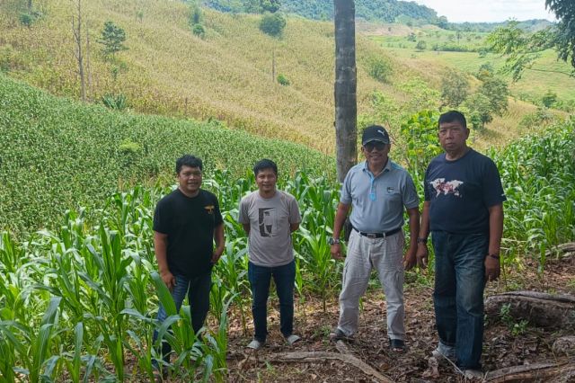 Desa Compong, Potensi Kuat Jadi Sentra Budidaya Jagung Kabupaten Sidenreng Rappang
