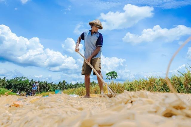 Kesejahteraan Petani Kian Meningkat, Nilai Tukar Petani September Tembus 124,36