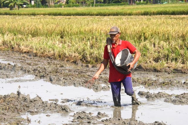 Perkuat Tata Kelola Pupuk 2026, Kementan Pastikan Sudah Dimulai Dari Aspek Perencanaan