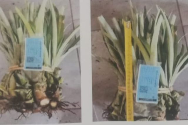 Potensi Kerugian Negara Proyek Nenas Rp56 M, Mantan Pj Gubenur Bertanggungjawab?