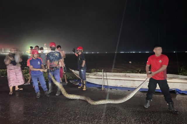 Damkar Parepare Evakuasi Ular Piton Sepanjang Lima Meter di Wattang Soreang