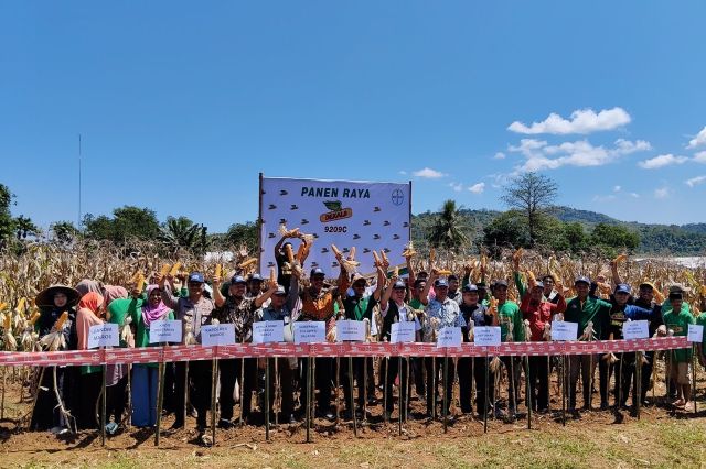 PANEN RAYA JAGUNG: SINERGI UNTUK MENCAPAI SWASEMBADA PANGAN MELALUI BENIH UNGGUL DAN KEMITRAAN STRATEGIS